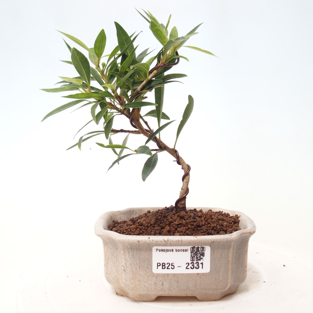 Pokojová bonsai - Ficus nerifolia -  malolistý fíkus
