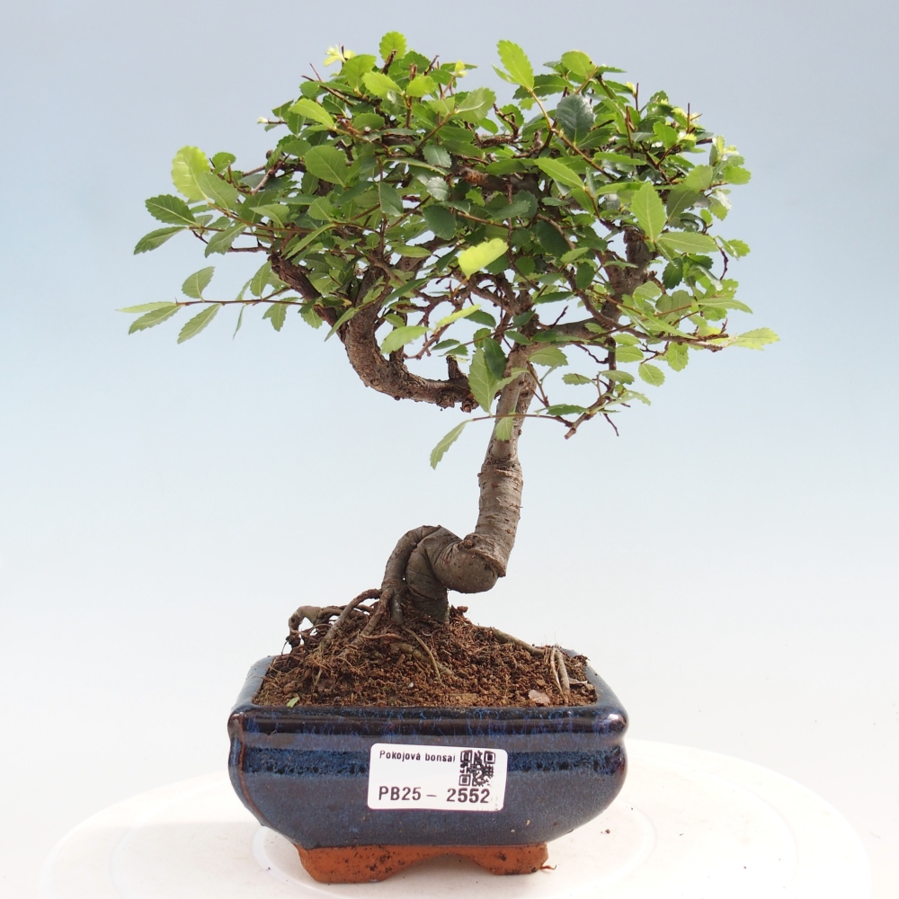 Pokojová bonsai - Ulmus parvifolia - Malolistý jilm