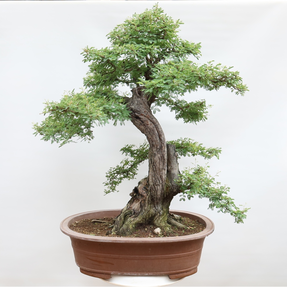 Pokojová bonsai - Akacia Arabica