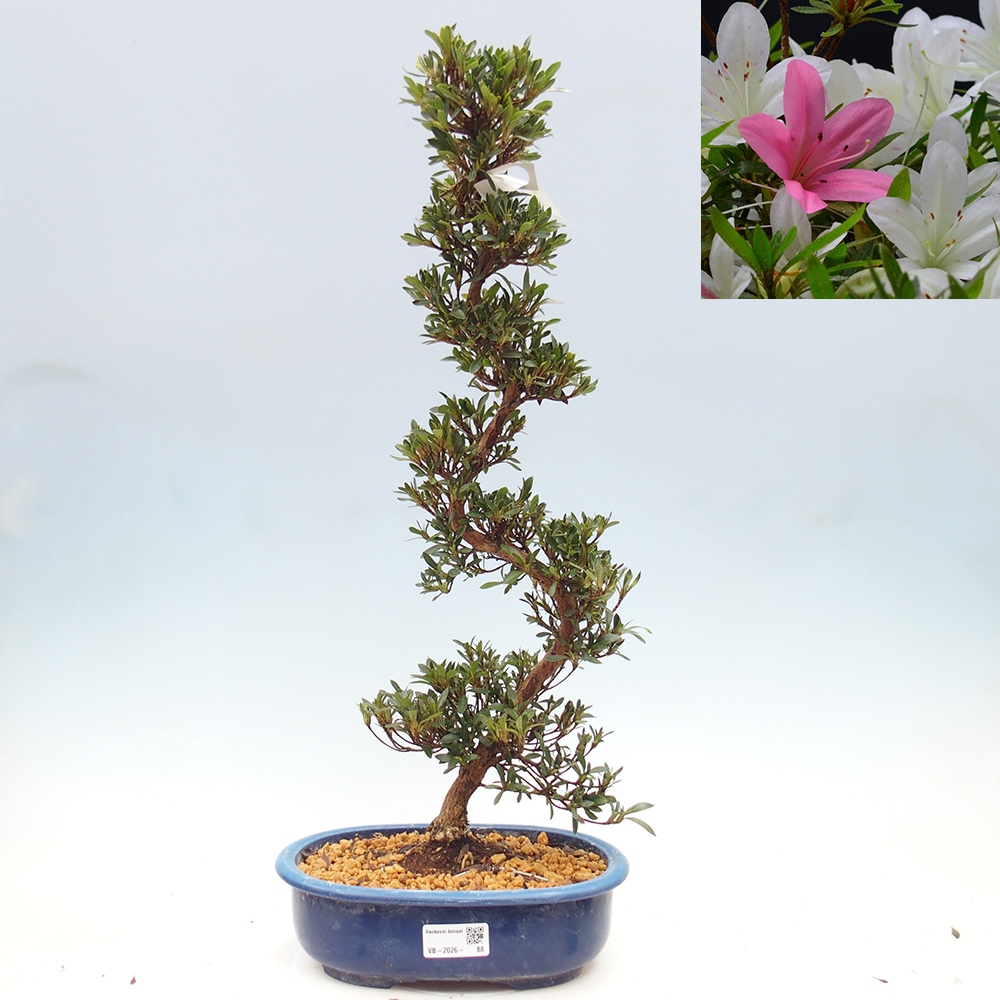 Venkovní bonsai - Japonská azalka - Azalea Hakurin