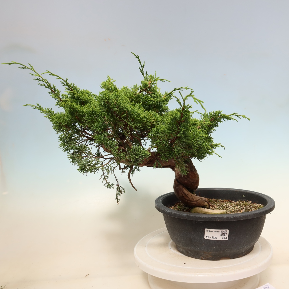 Venkovní bonsai - Juniperus chinensis Itoigawa-Jalovec čínský