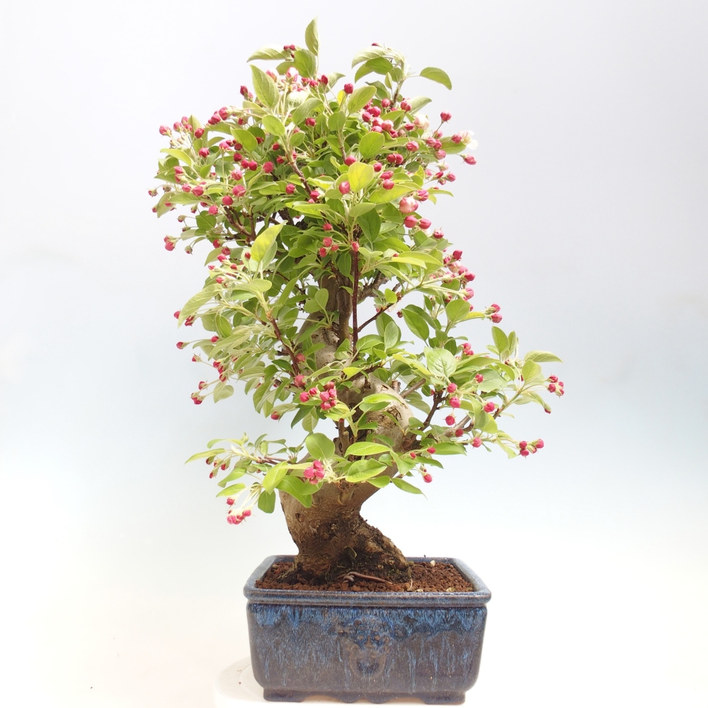 Venkovní bonsai -Malus halliana - Maloplodá jabloň