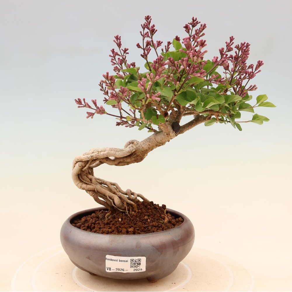 Venkovní  bonsai -  Syringa microphylla - malokvětý šeřík