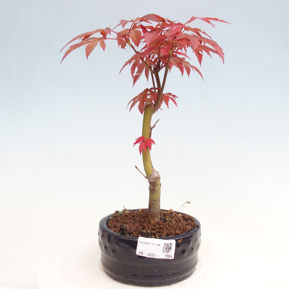Venkovní bonsai - Acer palm. Atropurpureum-Javor dlanitolistý