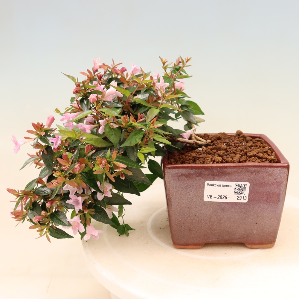 Venkovní bonsai - Abelia Edward Goucher - Abélie velkokvětá