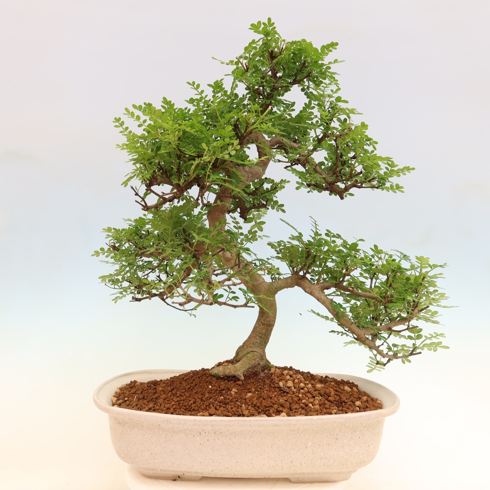 Pokojová bonsai - Zantoxylum piperitum - pepřovník