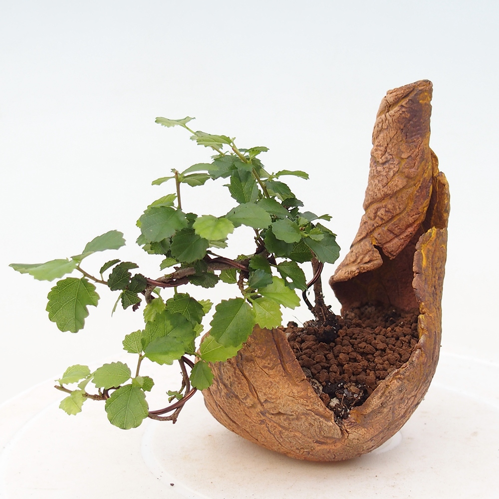 Pokojová bonsai - Grewia sp. - Grewie malolistá