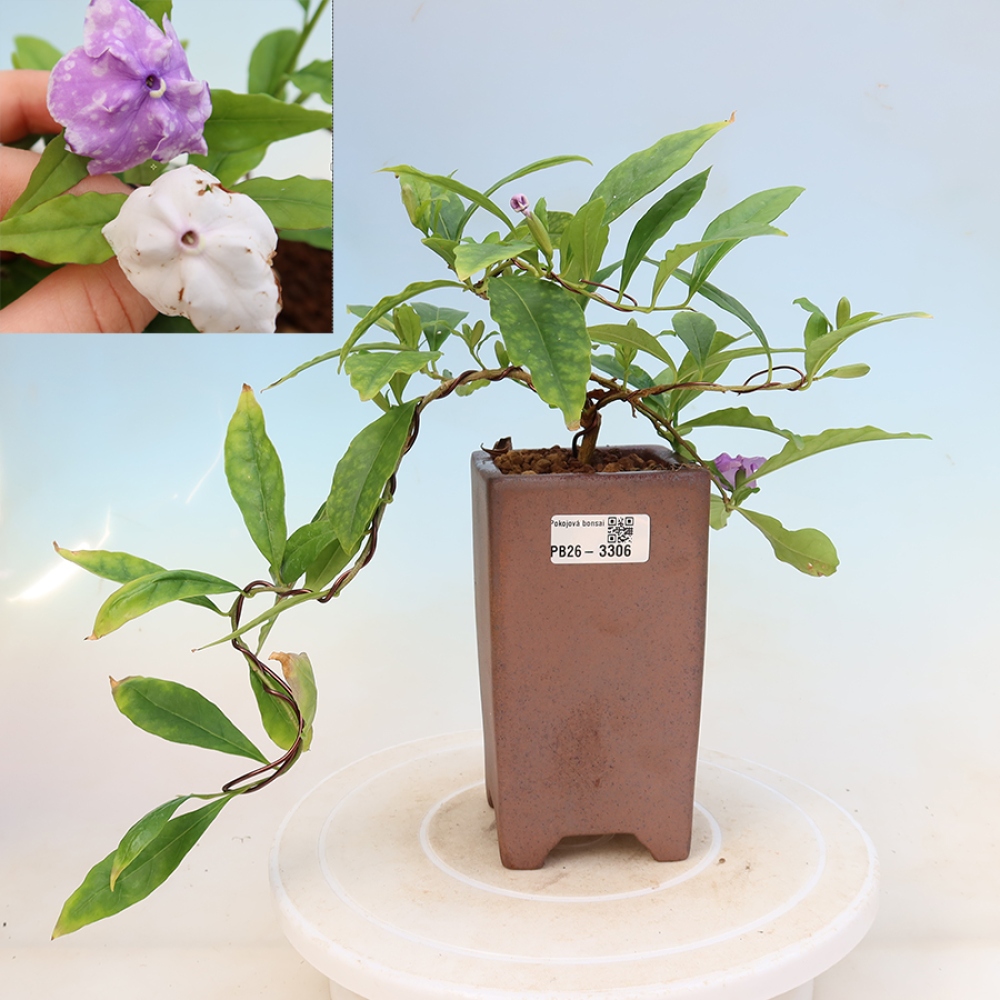 Pokojová bonsai - Tanaman melati costa - Brunfelsia