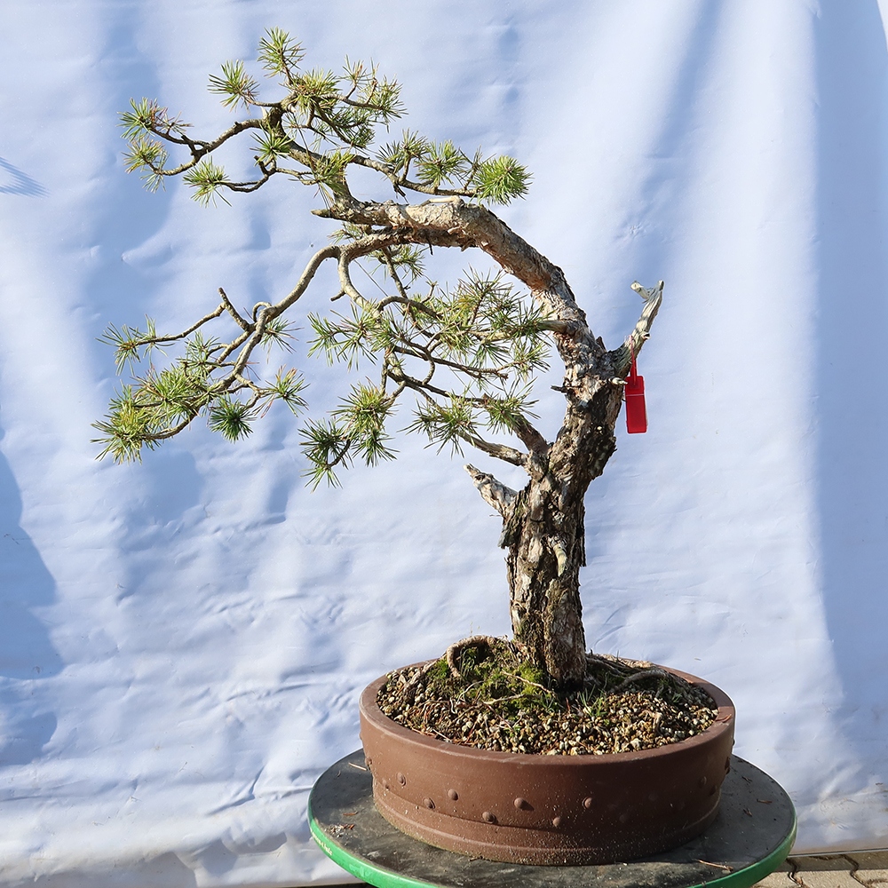 Pinus sylvestris Španělsko - borovice lesní