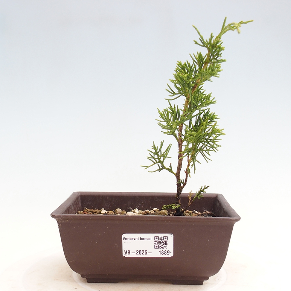 Venkovní bonsai - Juniperus chinensis Itoigawa -Jalovec čínský