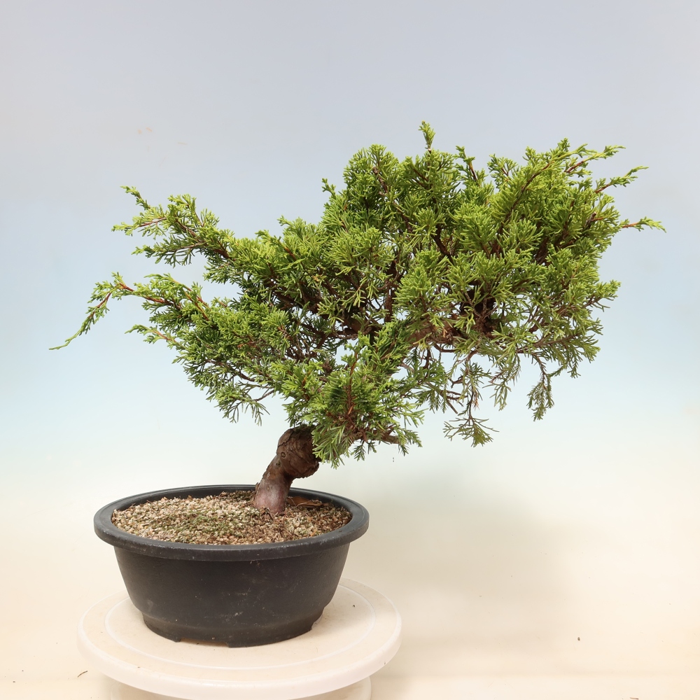 Venkovní bonsai - Juniperus chinensis Itoigawa-Jalovec čínský