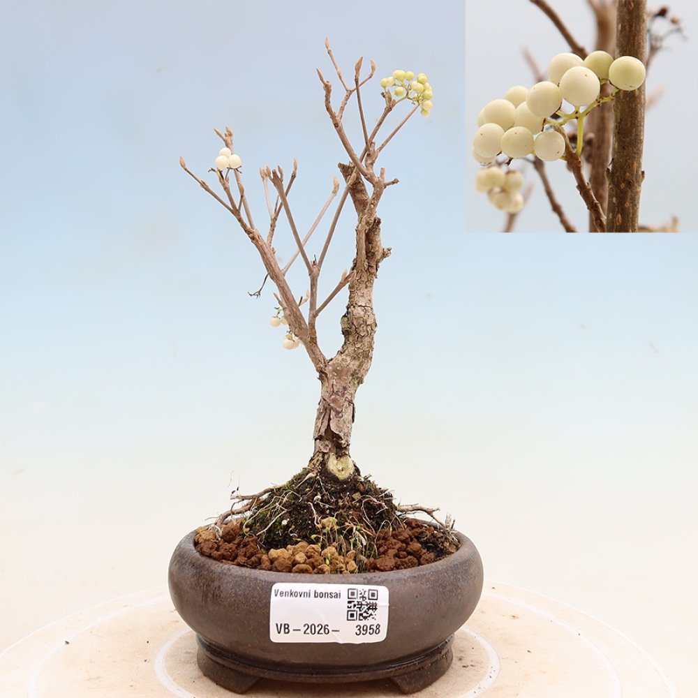 Venkovní bonsai -  Callicarpa bodinieri Snowqueen - Krásnoplodka