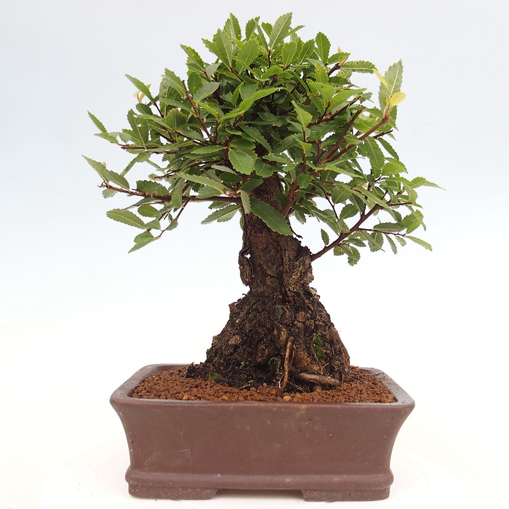 Venkovní bonsai - Zelkova - Zelkova serrata