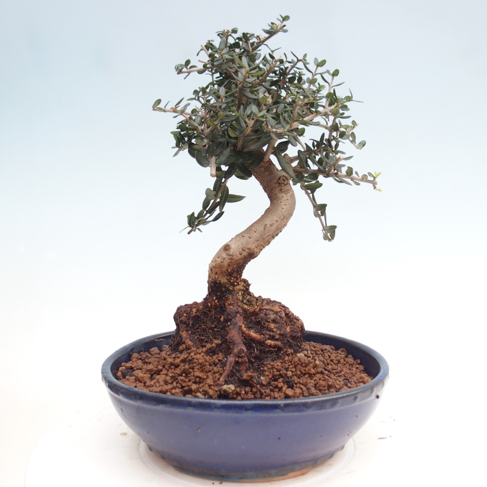 Pokojová bonsai - Olea europaea sylvestris -Oliva evropská drobnolistá