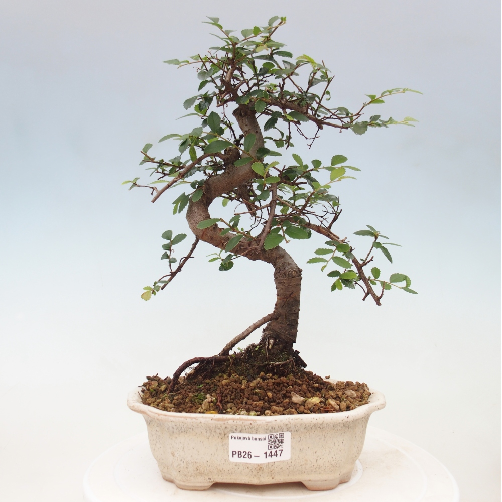 Pokojová bonsai - Ulmus parvifolia - Malolistý jilm