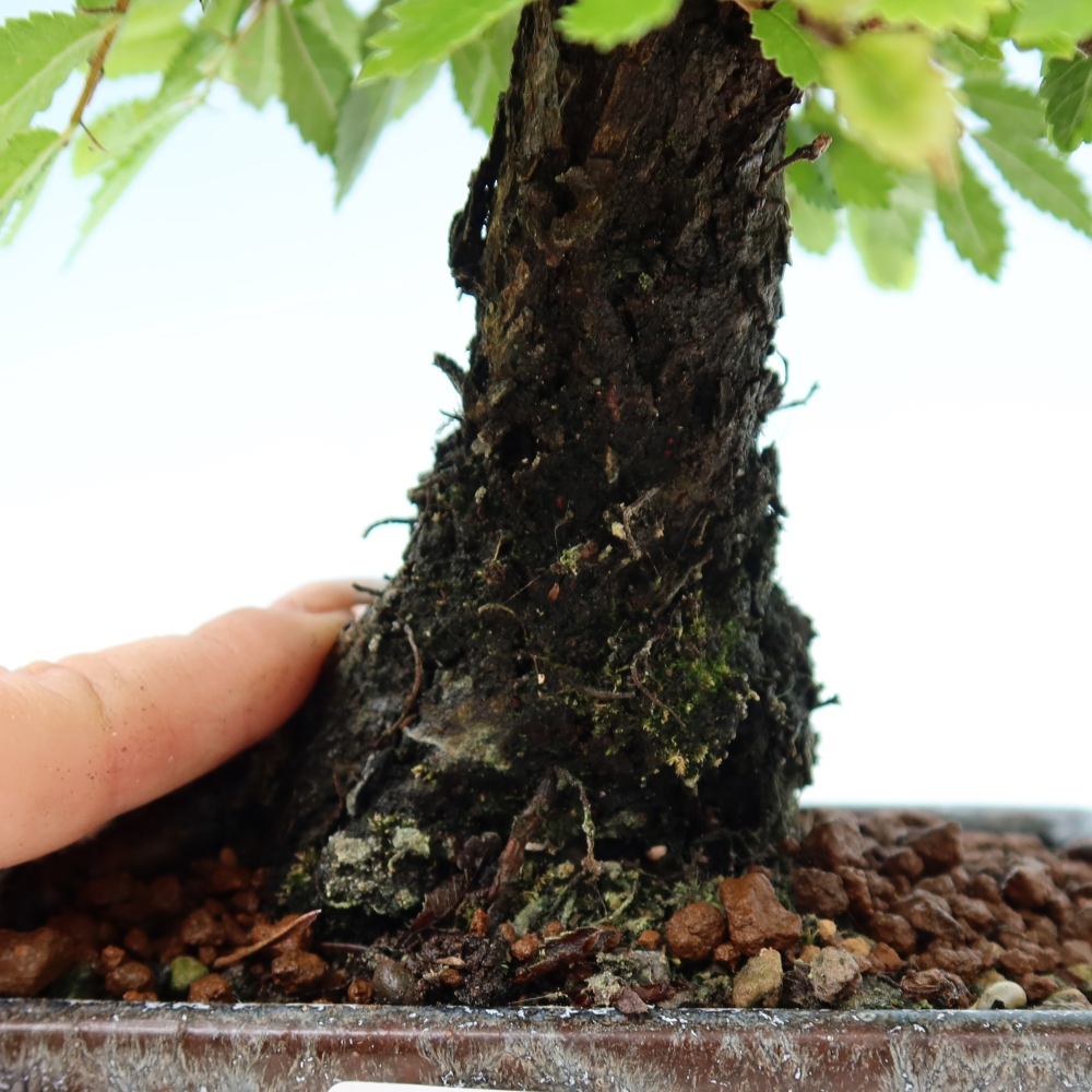Venkovní bonsai - Zelkova - Zelkova NIRE