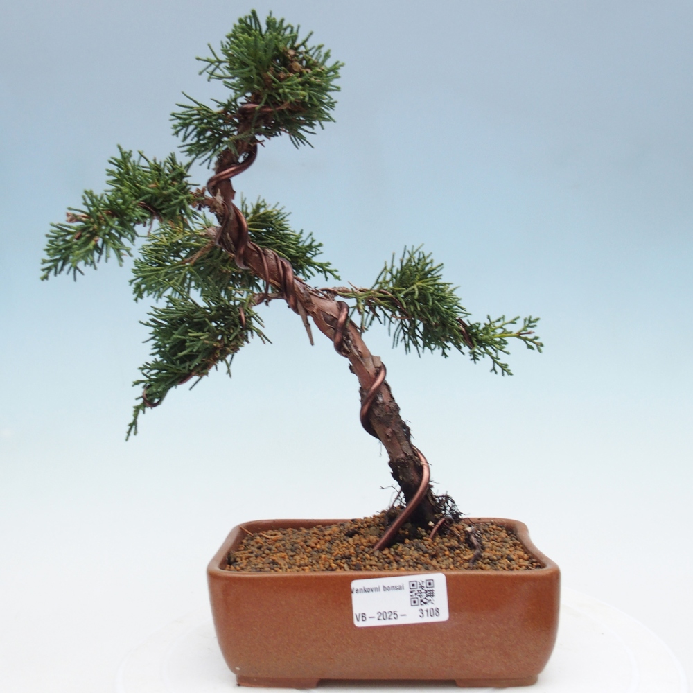 Venkovní bonsai - Juniperus chinensis Kishu -Jalovec čínský