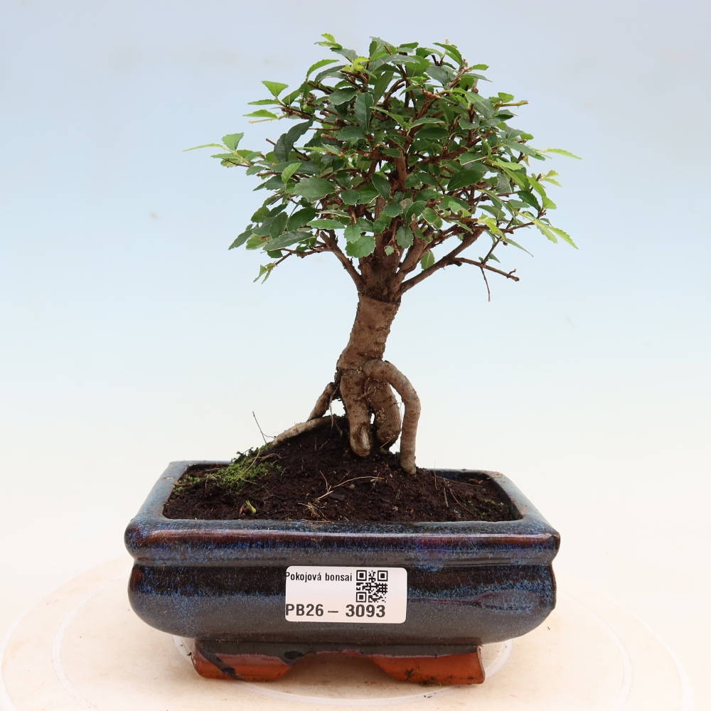 Pokojová bonsai - Ulmus parvifolia - Malolistý jilm