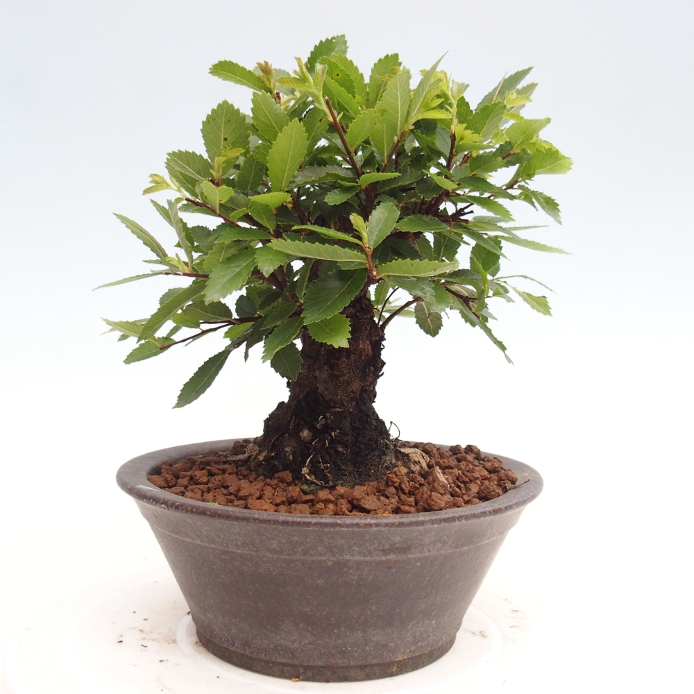 Venkovní bonsai - Zelkova - Zelkova NIRE