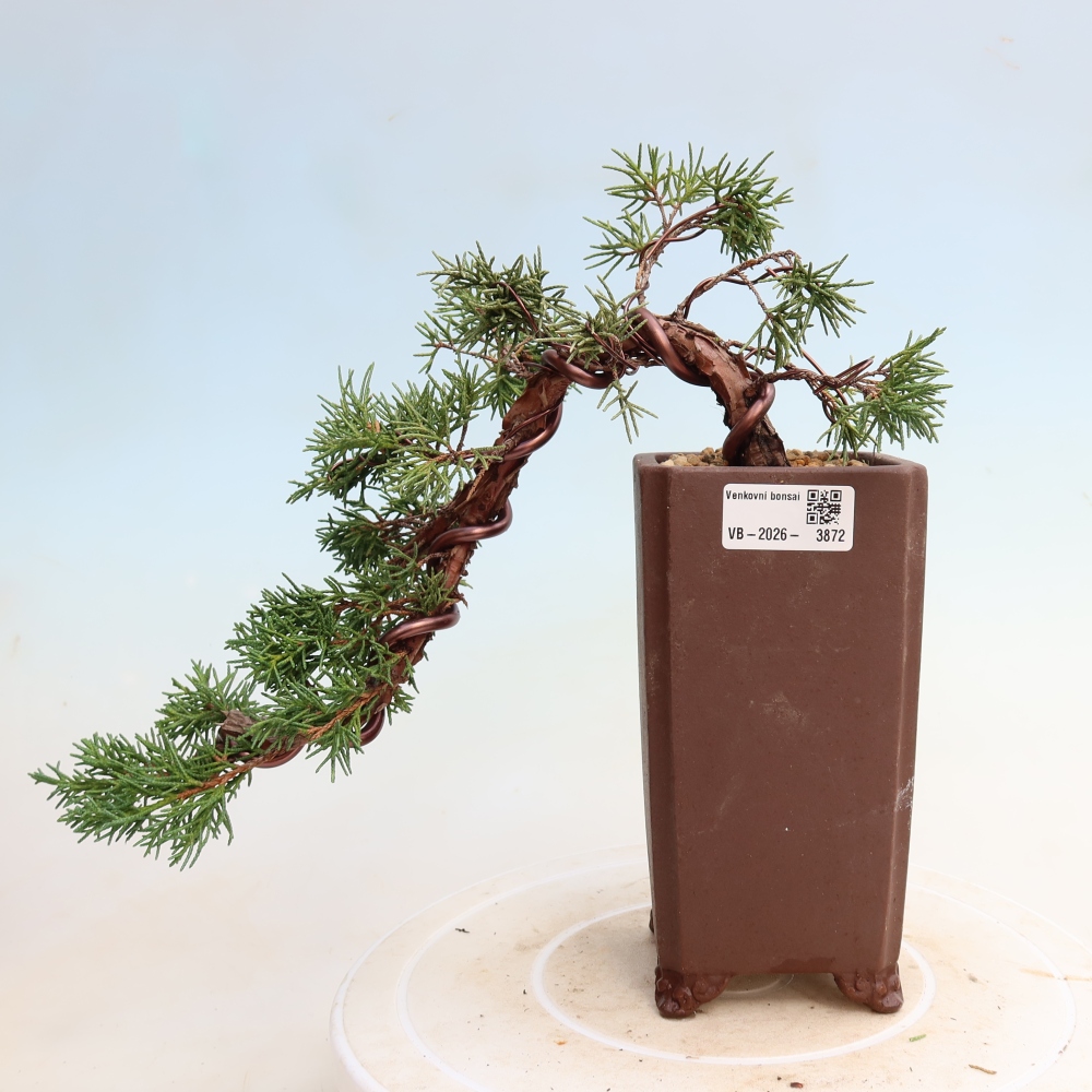 Venkovní bonsai - Juniperus chinensis Kishu -Jalovec čínský