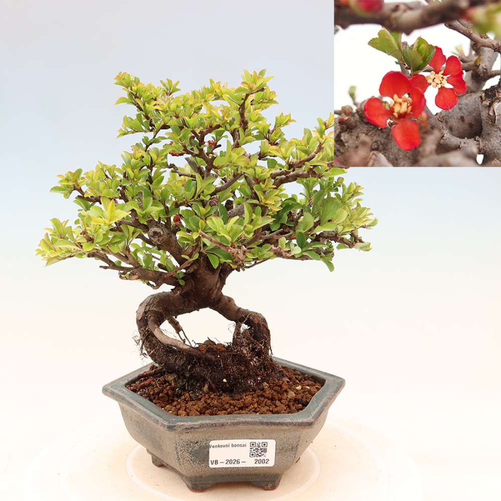 Venkovní  bonsai -  Chaneomeles speciosa Chojubai - Kdoulovec ozdobný