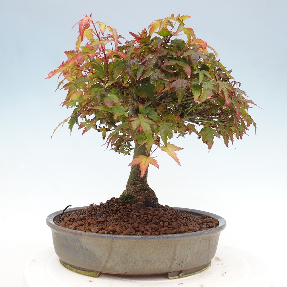 Acer palmatum KIOHIME - Javor dlanitolistý
