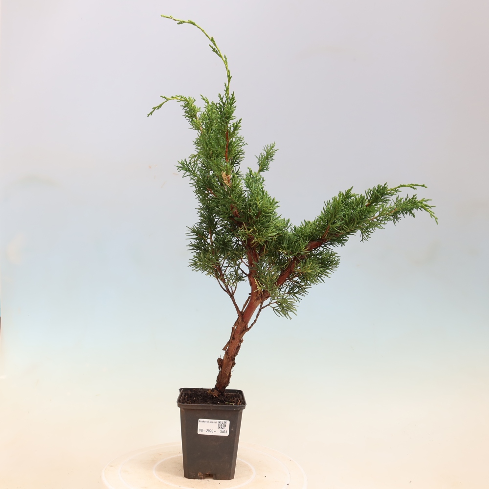 Venkovní bonsai - Juniperus chinensis Kishu -Jalovec čínský