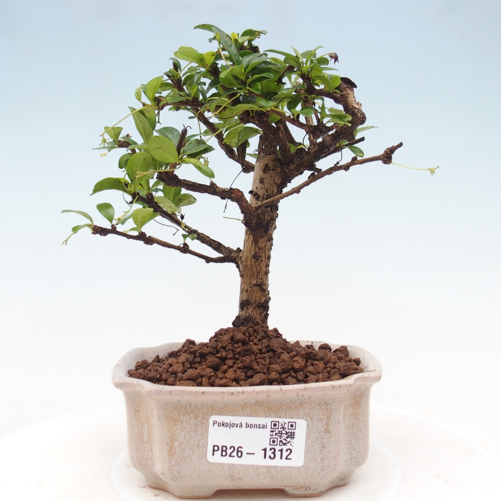 Pokojová bonsai - Carmona macrophylla - Čaj fuki