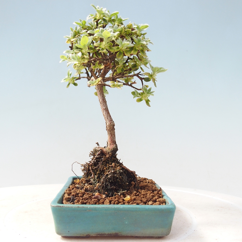 Venkovní bonsai - Rhododendron indicum - Japonská azalka