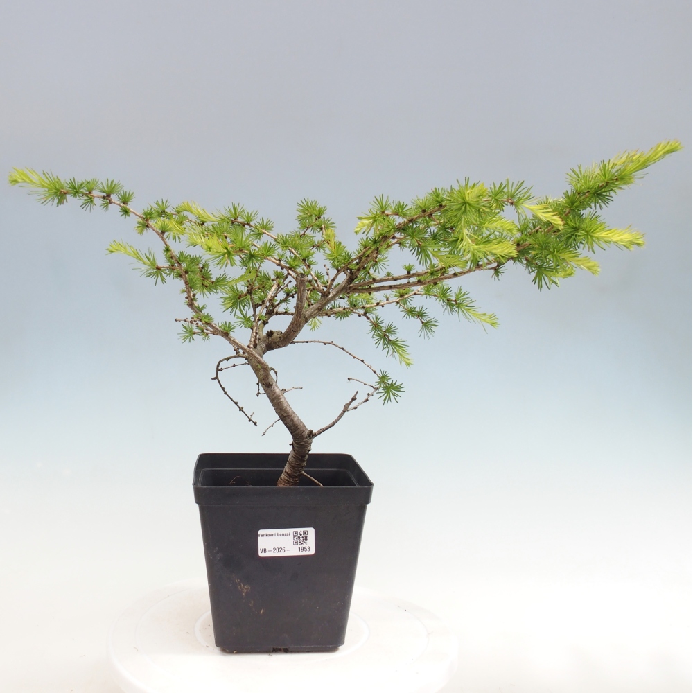 Venkovní bonsai -Larix decidua - Modřín opadavý 