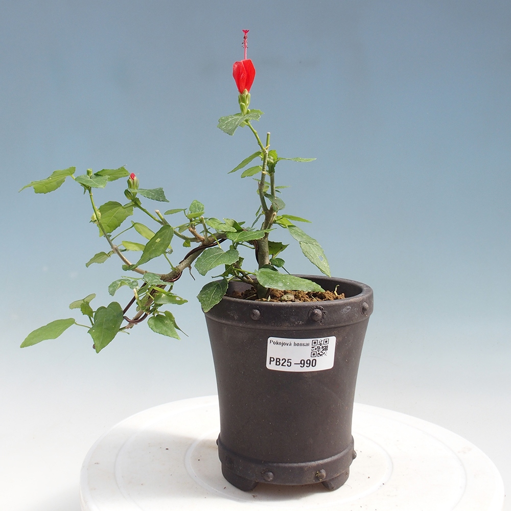 Pokojová bonsai - Malvaviscus arboreus - ibiškovec dřevnatý