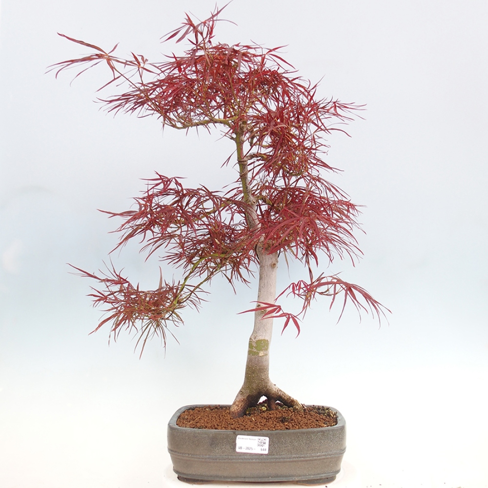 Venkovní bonsai - Javor dlanitolistý - Acer palmatum RED PYGMY