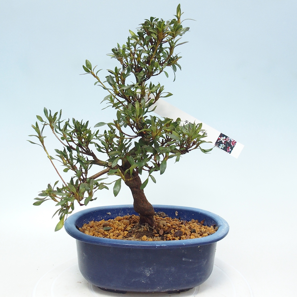 Venkovní bonsai - Japonská azalka - Azalea CHIHIRO