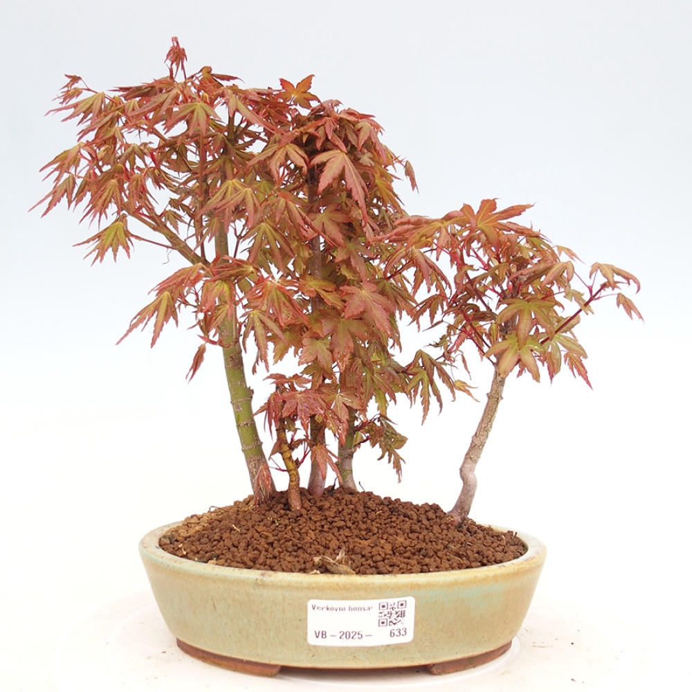 Venkovní bonsai - Acer palmatum  - Javor dlanitolistý