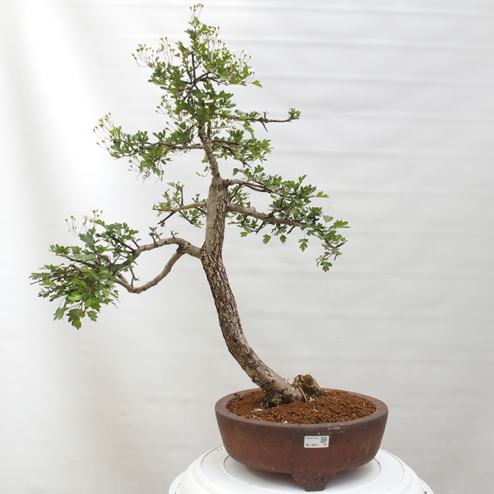 Venkovní bonsai - Hloh - Crataegus monogyna