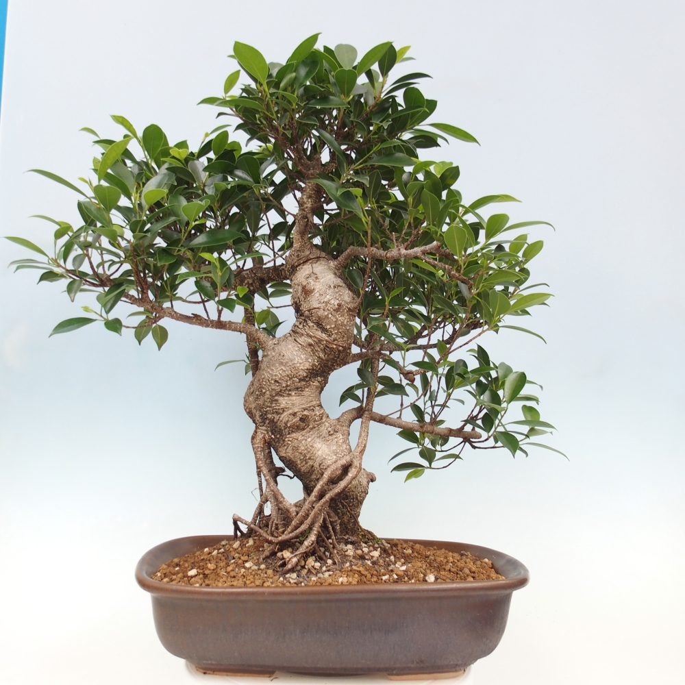 Pokojová bonsai - Ficus kimmen -  malolistý fíkus - POUZE OSOBNÍ ODBĚR nebo paletová přeprava
