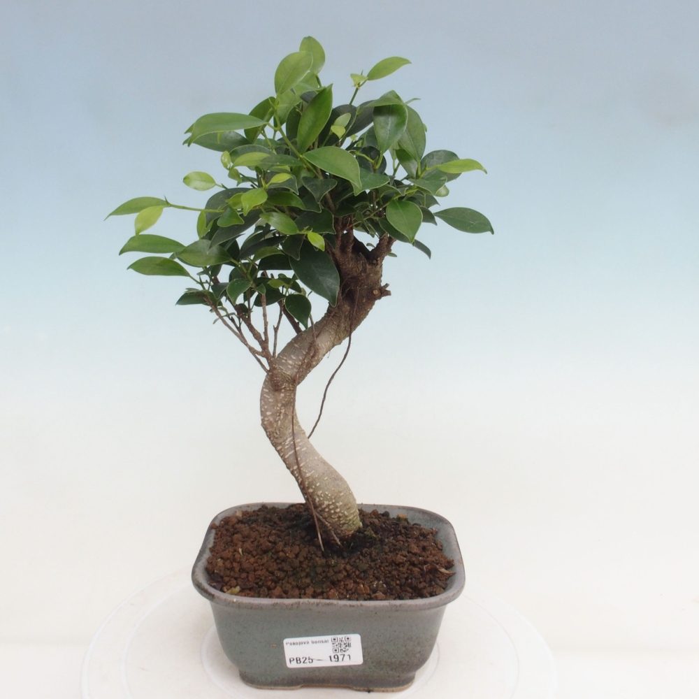 Pokojová bonsai - Ficus retusa -  malolistý fíkus