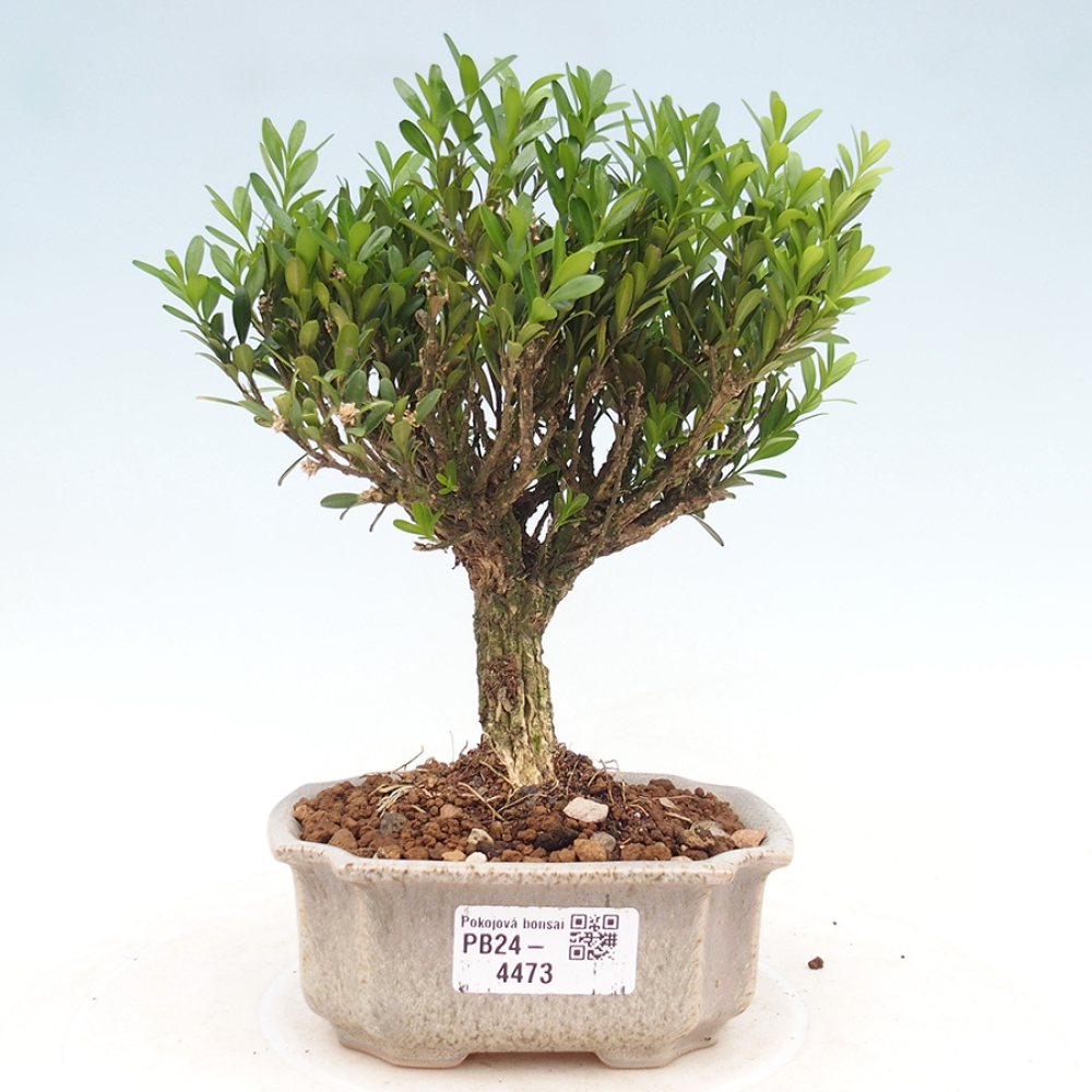 Pokojová bonsai - Buxus harlandii - korkový buxus