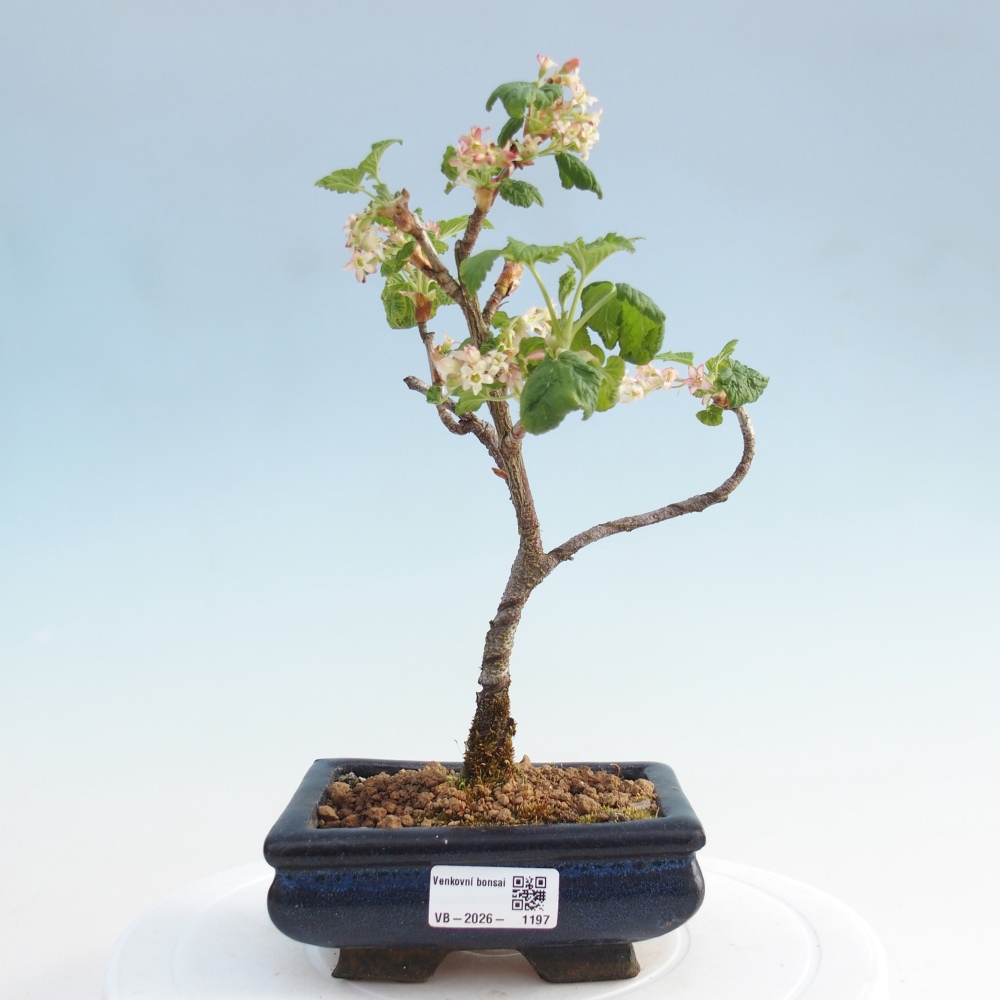 Venkovní bonsai - Meruzalka krvavá - Ribes sanguneum