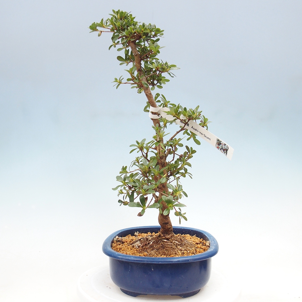Venkovní bonsai - Japonská azalka - Azalea Asahi-no-izumi