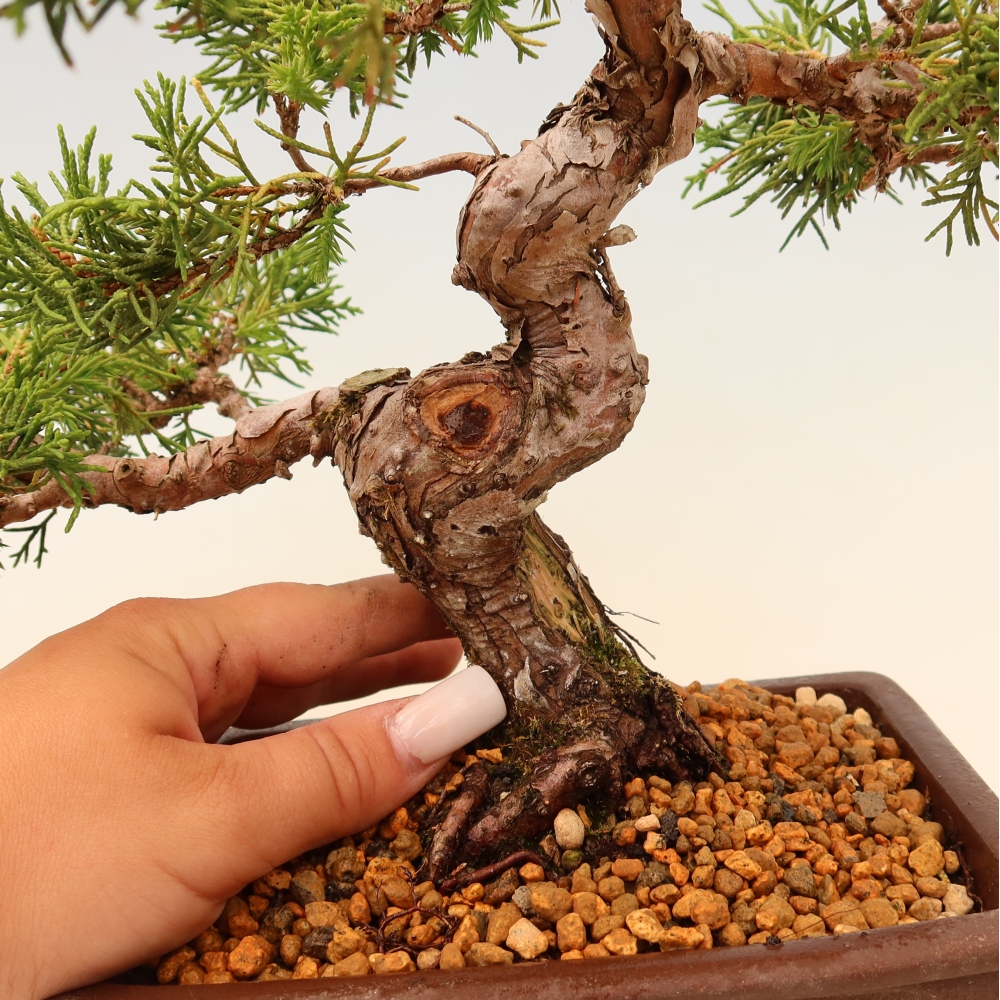 Venkovní bonsai - Juniperus chinensis Itoigawa -Jalovec čínský