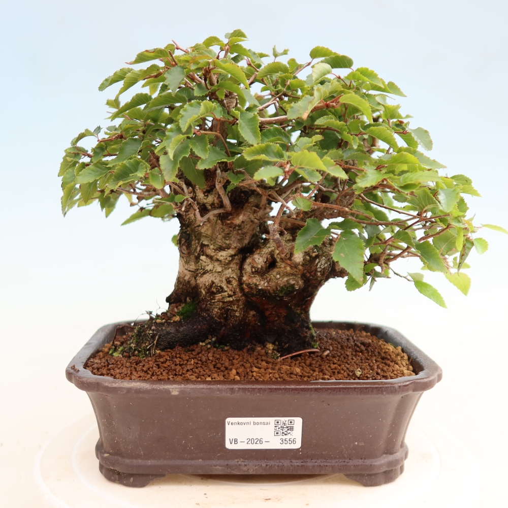 Venkovní bonsai -Carpinus CARPINOIDES - Habr korejský