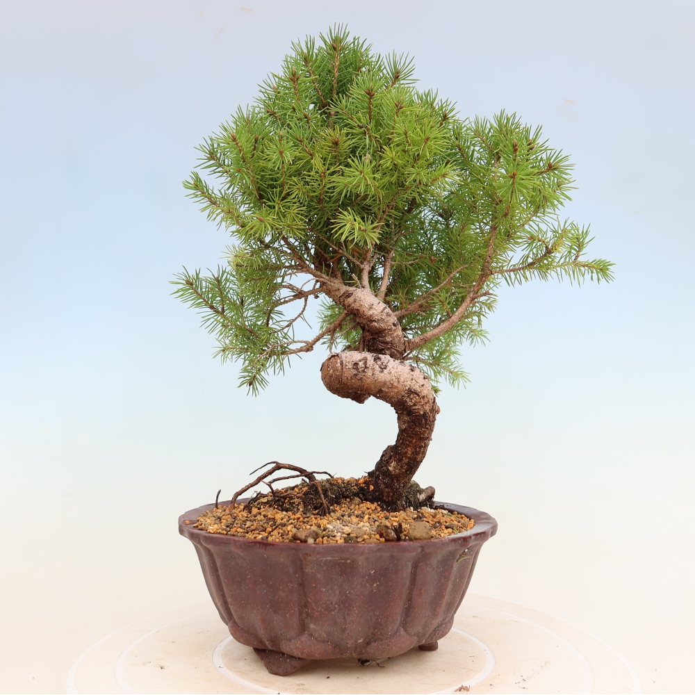 Venkovní bonsai- Smrk kulovitý - Picea glauca globe