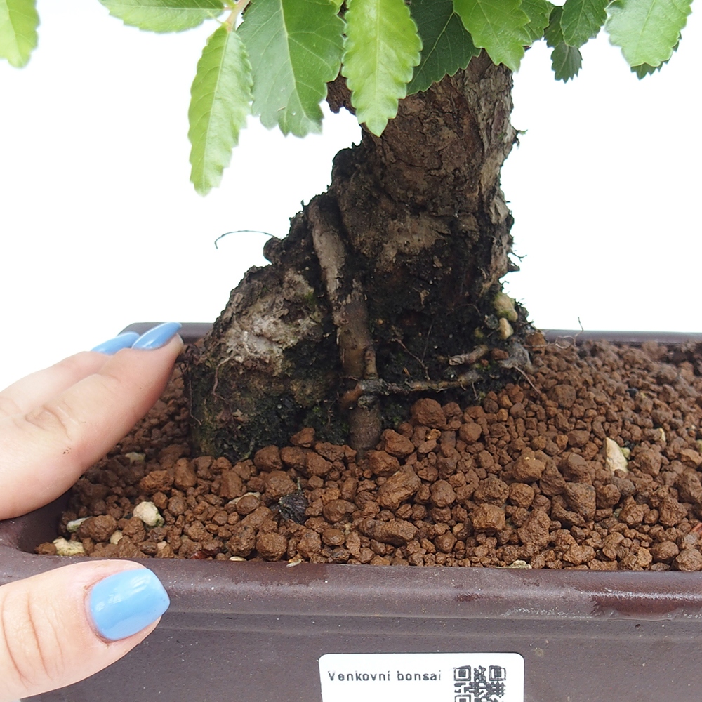 Venkovní bonsai - Zelkova - Zelkova NIRE