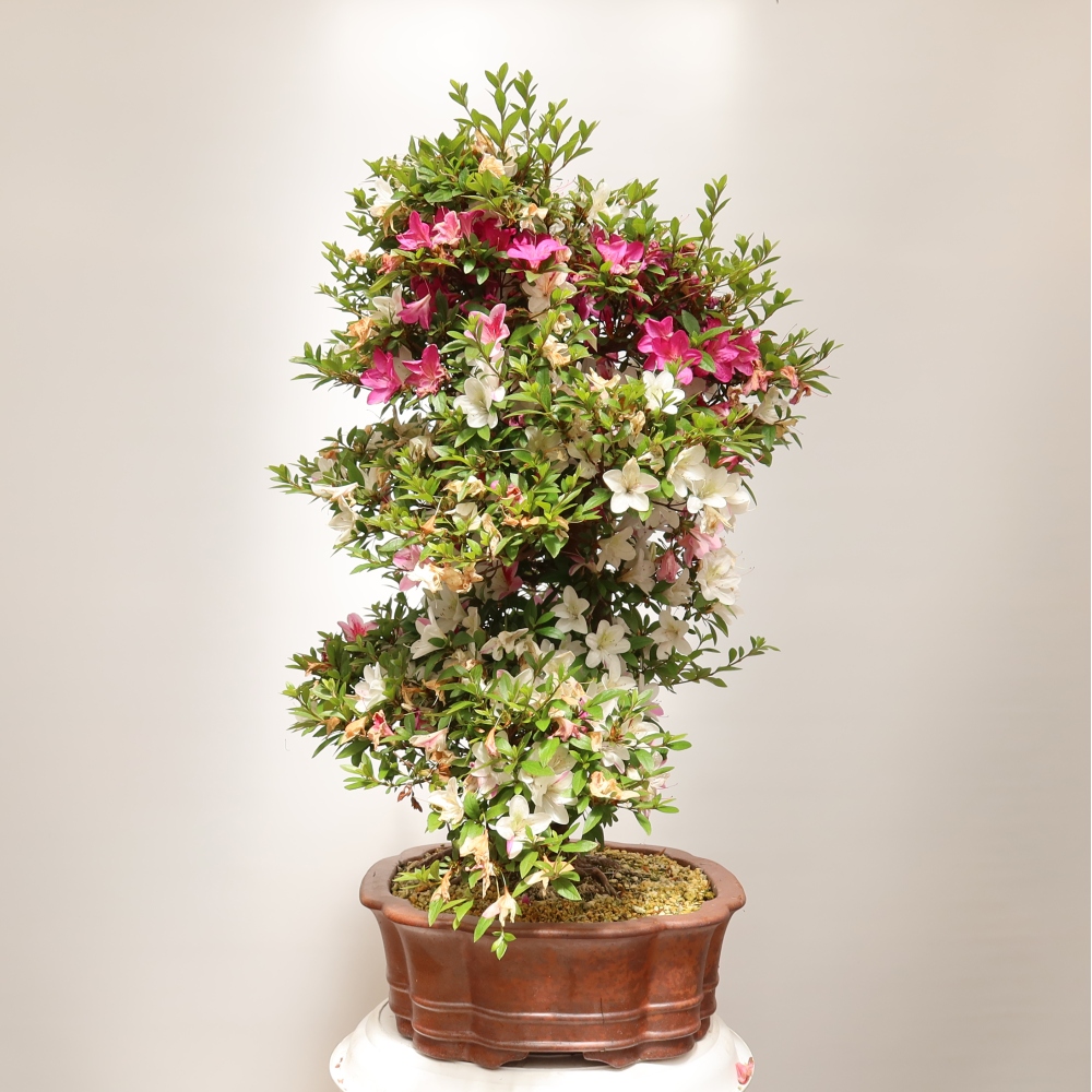 Venkovní bonsai - Japonská azalka - Azalea Shunen