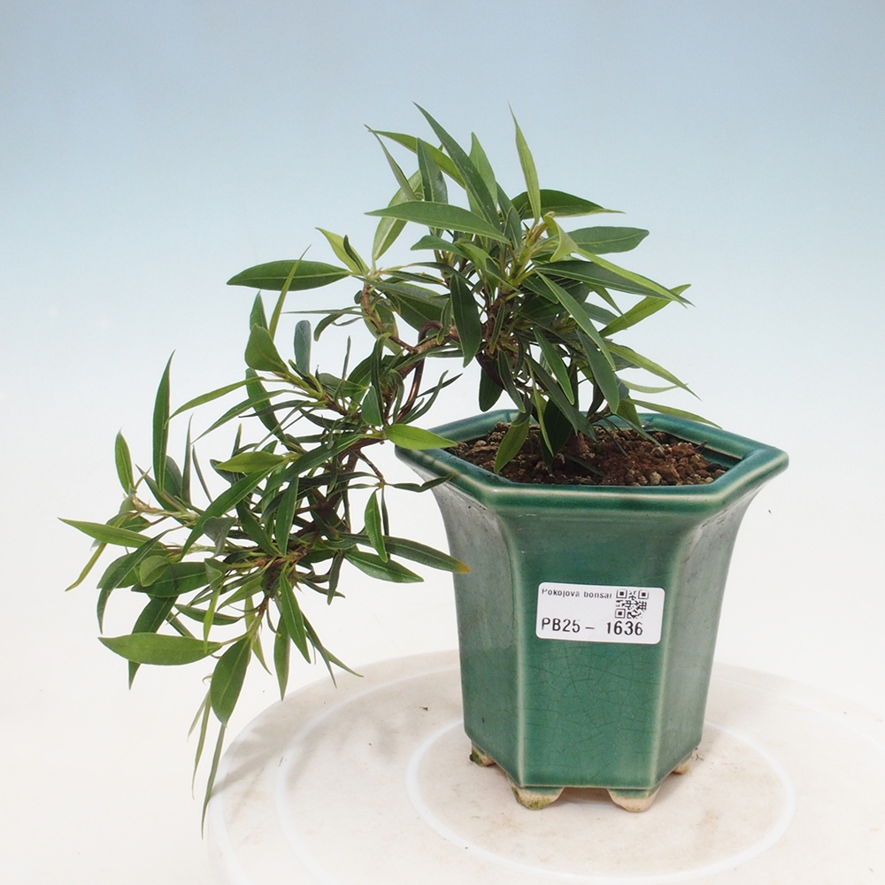 Pokojová bonsai - Ficus nerifolia -  malolistý fíkus