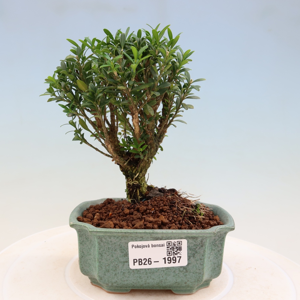 Pokojová bonsai - Buxus harlandii -korkový buxus