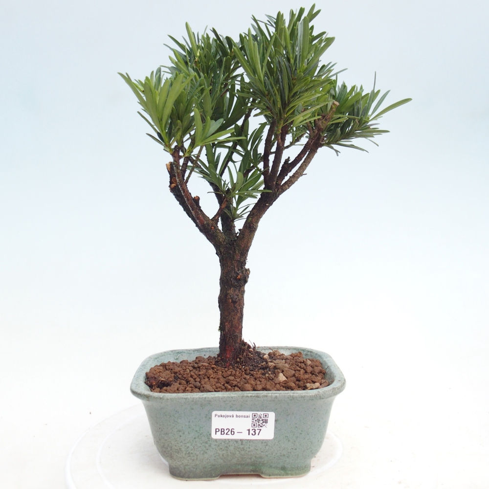 Pokojová bonsai - Podocarpus - Kamenný tis