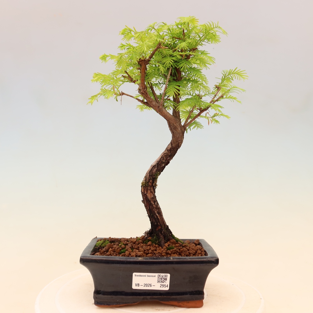 Venkovní bonsai - Metasequoia glyptostroboides - Metasekvoje čínská