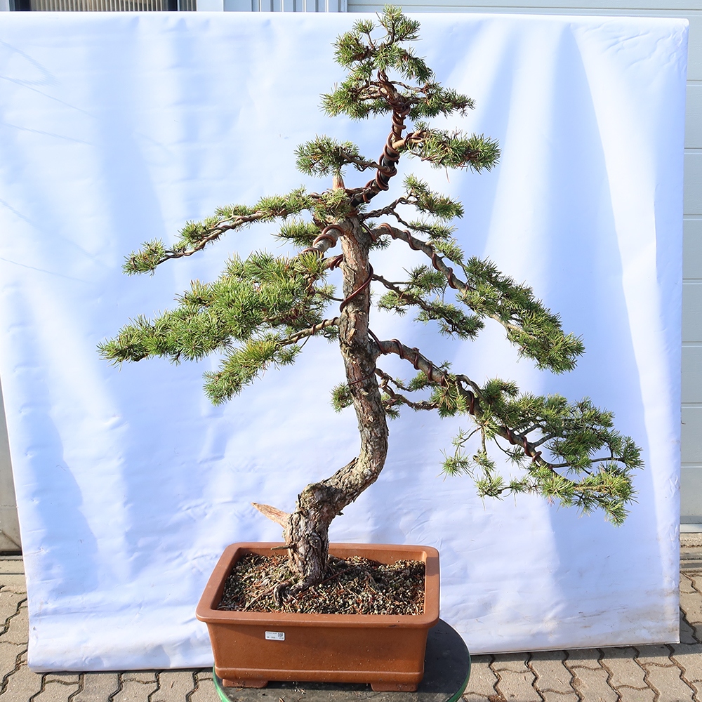 Pinus sylvestris Španělsko - borovice lesní